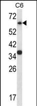 Mouse Mapk4 Antibody (N-term)