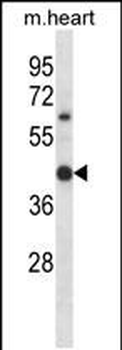 Mouse Hoxc11 Antibody (N-term)