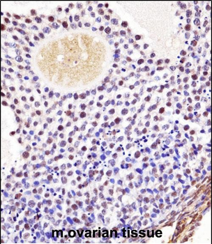 Mouse Wee2 Antibody (Center)