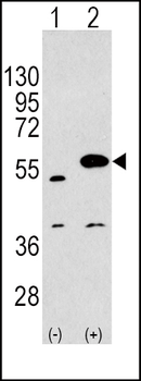 SPRED1 Antibody (C-term)
