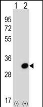 SCGN Antibody (N-term)