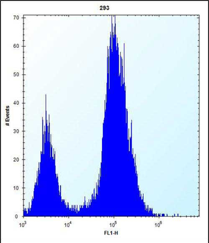 SCGN Antibody (N-term)