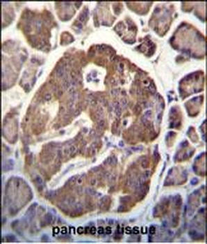 SCGN Antibody (N-term)