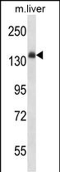 Mouse Insr Antibody (Center)