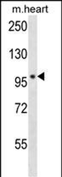 POLN Antibody (C-term)