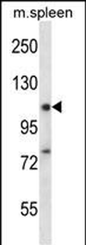 RBM12 Antibody (Center)