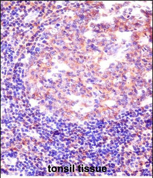 RBM12 Antibody (Center)