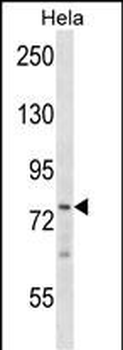 BRF1 Antibody (Center)