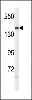 PTPRG Antibody (Center)