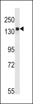 BDP (ARID3B) Antibody (C-term)