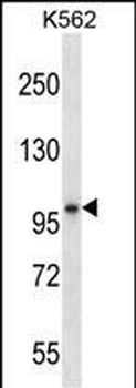 KEL Antibody (Center)