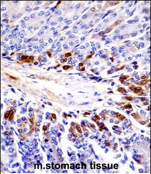 Mouse Sgk269 Antibody (Center)