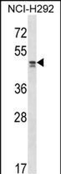 TADA2L Antibody (Center)