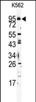 Mouse TLR6 Antibody (C-term)