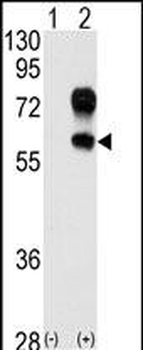 Kremen Antibody (N-term)