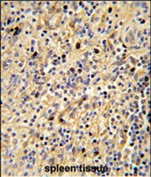 SIGLEC12 Antibody (C-term)