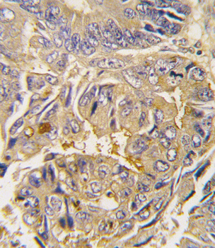 ATG16L Antibody