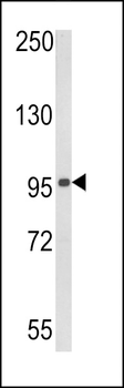 RIG-I Antibody (Center)