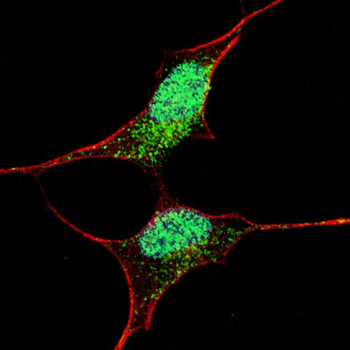 OCT4 (OCT3) Antibody (E125)