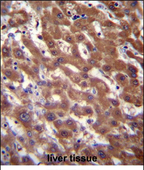 RCE1 Antibody (N-term W57)