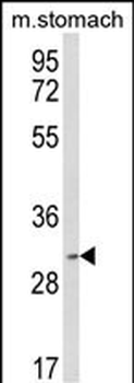 SFRS2 Antibody (Center)
