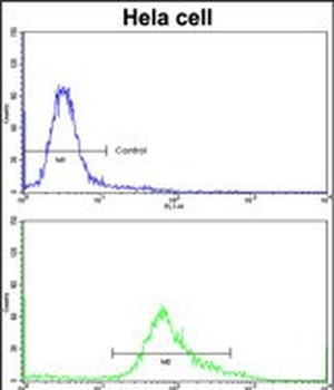 PHGDH Antibody (N-term)