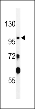 SAC2 Antibody (N-term)