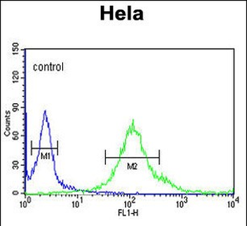 SYTL2 Antibody (Center)