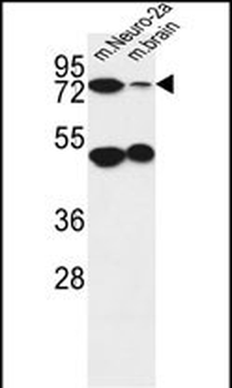 AVL9 Antibody (C-term)