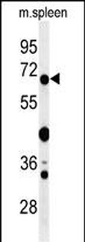 GBP7 Antibody (C-term)