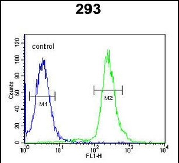 GBP7 Antibody (C-term)