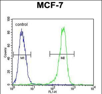 DC13 Antibody (N-term)