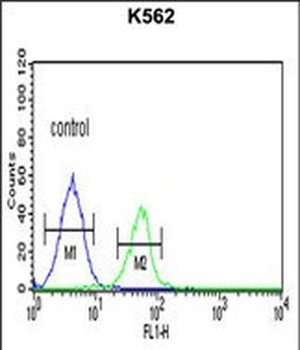 PLA2G4B Antibody (Center)