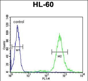 T131L Antibody (C-term)
