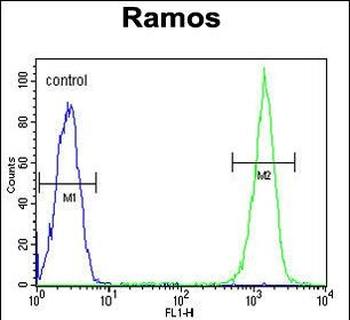 CMTM7 Antibody (N-term)