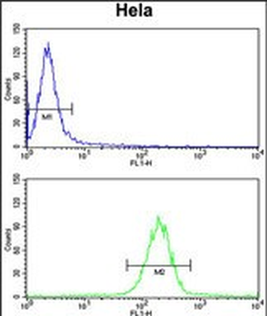 KIAA1529 Antibody (C-term)