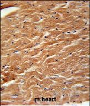 COPZ2 Antibody (C-term)