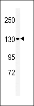 L1TD1 Antibody (C-term)