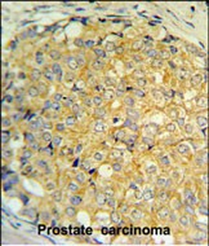 RNASEK Antibody (Center)