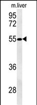 NPAL3 Antibody (N-term)
