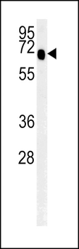 SLC9A9 Antibody (C-term)