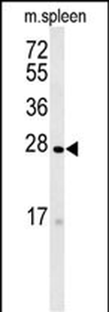 TMEM134 Antibody (N-term)