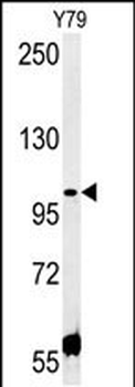 CCDC146 Antibody (N-term)
