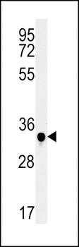 SWSAP1 Antibody (Center)