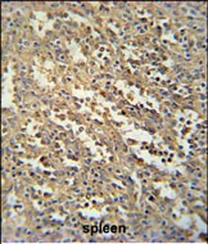 SWSAP1 Antibody (Center)