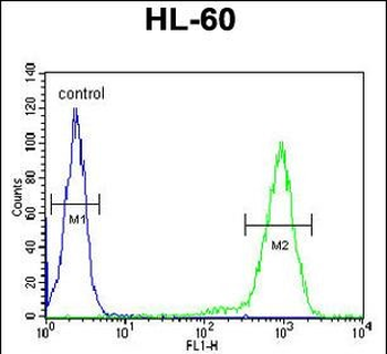 SIA8C Antibody (C-term)