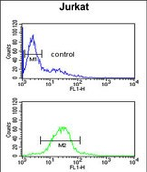 TAF1D Antibody (N-term)