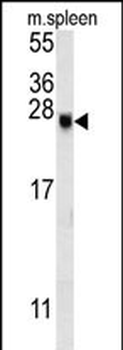 EID2 Antibody (C-term)