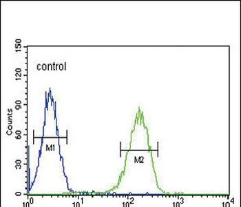 CACNA2D4 Antibody (N-term)