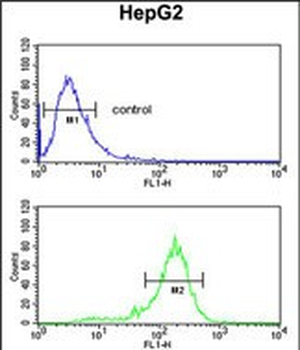 RNF208 Antibody (Center)